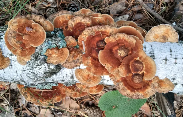Grass, birch, chaga