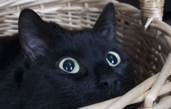 Cat, eyes, face, basket, black cat