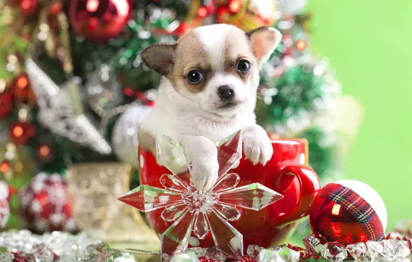 Decoration, dog, ball, mug, puppy, snowflake, doggie, Chihuahua