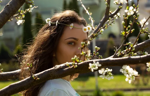 Picture look, girl, the sun, trees, flowers, branches, chamomile, spring