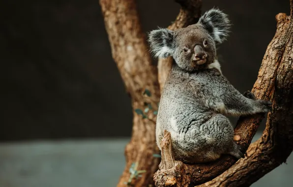 Branches, the dark background, tree, sitting, bitches, Koala