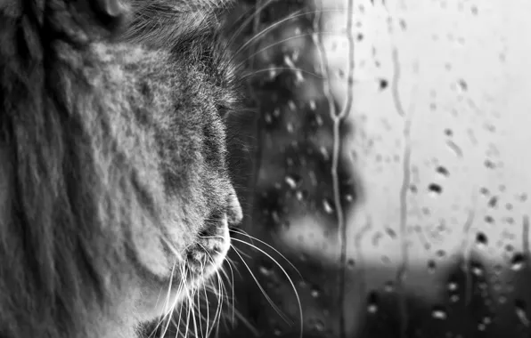 Cat, mustache, glass, drops, rain, black and white