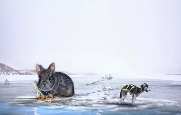 Picture creative, ice, the situation, dog, rabbit, sleigh, husky