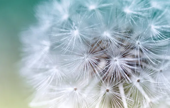 Dandelion, plant, blade of grass