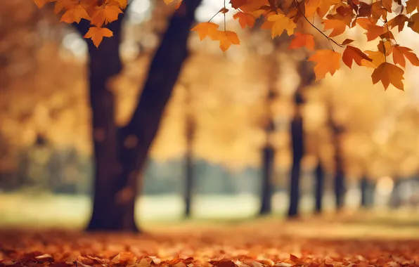 Autumn, leaves, trees, Park, colorful, park, autumn, leaves