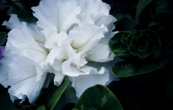 White, flower, green, Petunia