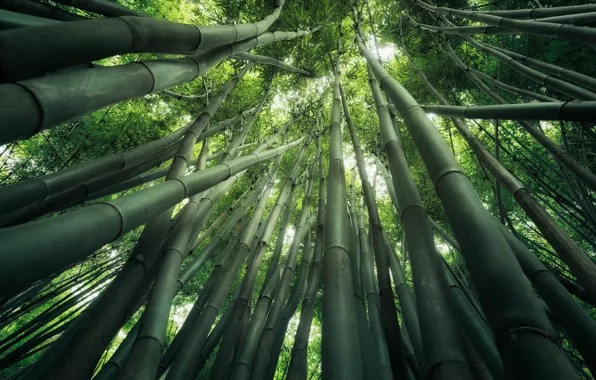Forest, nature, stems, foliage, bamboo, bottom view, shoots