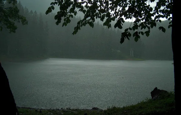 Picture forest, trees, nature, lake, rain, overcast