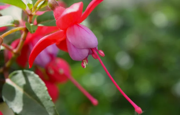 Flower, summer, pink, petals, fuchsia