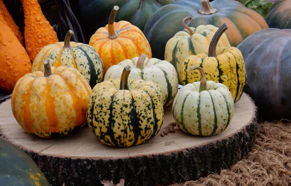 Widescreen, harvest, wallpaper, widescreen, background, the Wallpapers, full screen, HD wallpapers