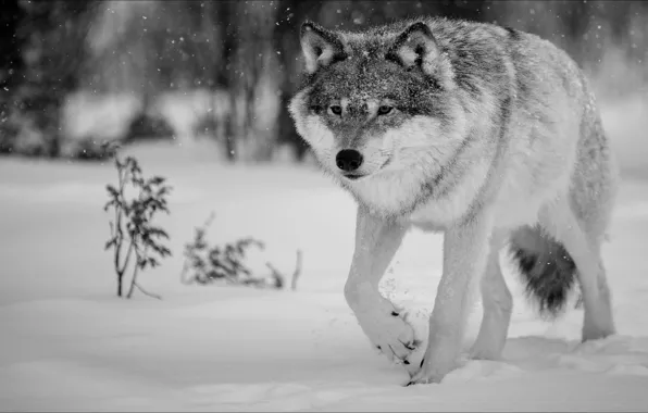 Wolf, Wolf, grey wolf, gray wolf, temnobelos, step by step, slowly, SergoBondAs