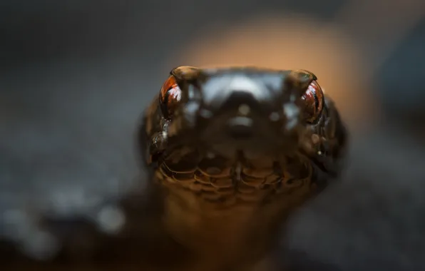 Picture nature, background, snake