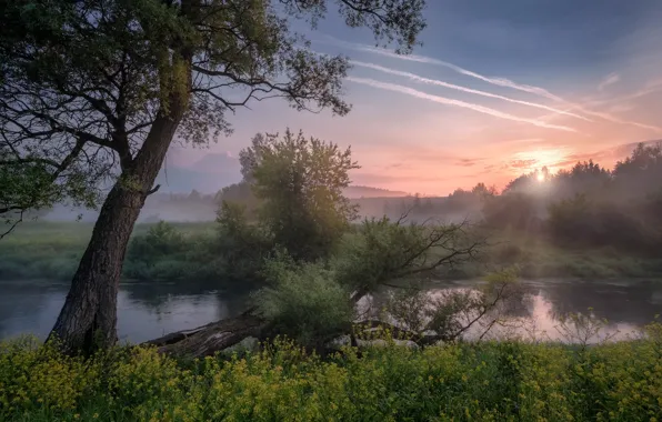 Picture trees, landscape, nature, fog, river, dawn, morning, grass