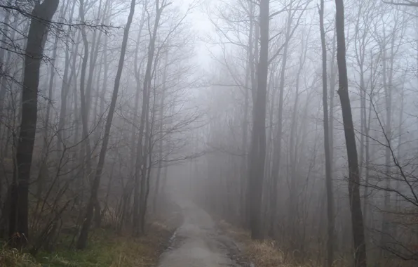 Autumn, forest, fog, track, forest, Autumn, fog, path
