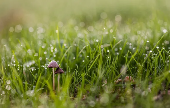 Picture grass, nature, mushrooms