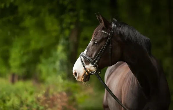 Summer, nature, horse
