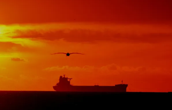 Sea, flight, sunset, ship, seagulls, horizon, orange sky
