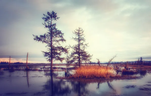 Picture trees, reflection, swamp