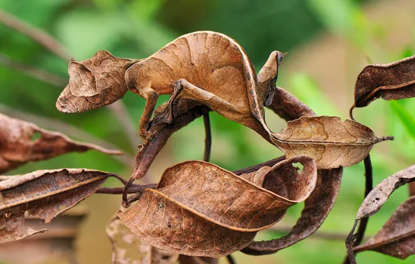 Lizard, disguise, dry leaves, gekon