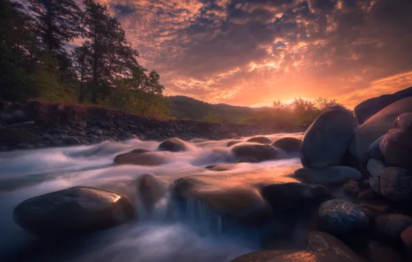 Forest, water, river, stones