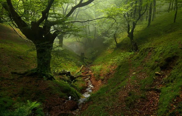Autumn, forest, trees, stream, the ravine