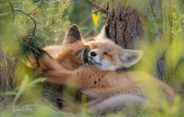 Dream, Fox, nature, cubs, pine, little foxes, little fox, Alexandr Kukvinov