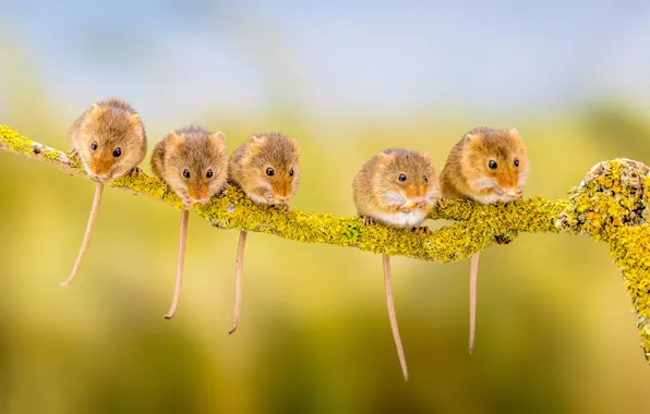 Background, branch, tails, rodents, the mouse is tiny, mice