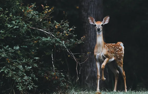 Nature, deer, female