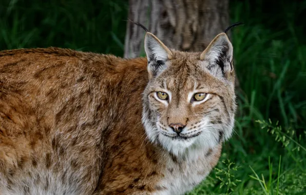 Look, face, nature, pose, portrait, lynx