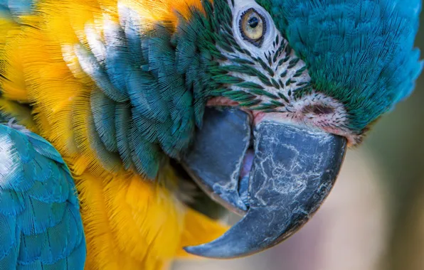 Picture macro, bird, feathers, beak, parrot, Blue-and-yellow macaw