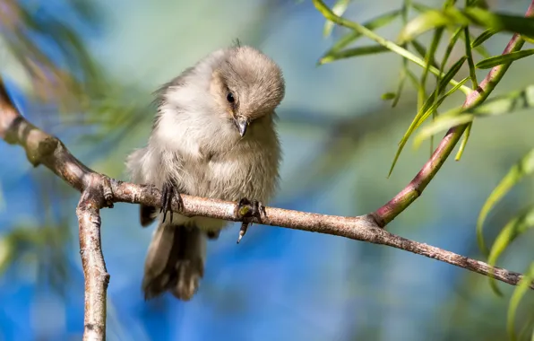 Leaves, light, branches, pose, bird, chick, bokeh, tit