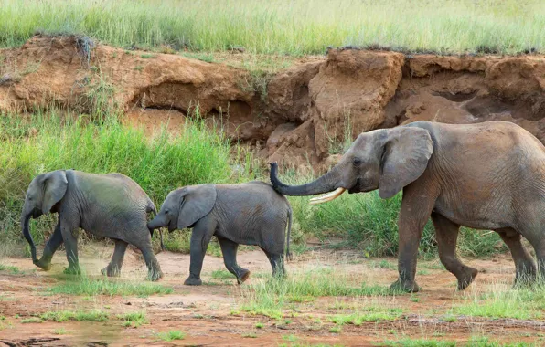 Grass, nature, elephant, hill, walk, elephants, trio, the elephant