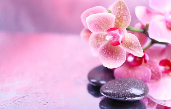 Picture flowers, droplets, Orchid, flowers, Orchid, droplets, Spa stones, Spa stones