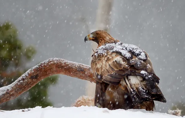 Picture snow, predator, Prairie hawk