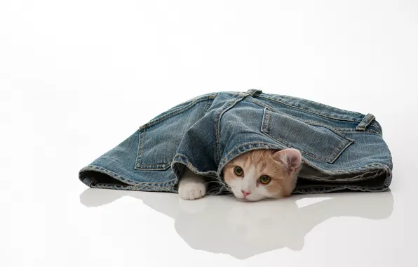 Cat, jeans, torode
