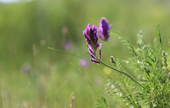 Greens, flower, the steppe, background