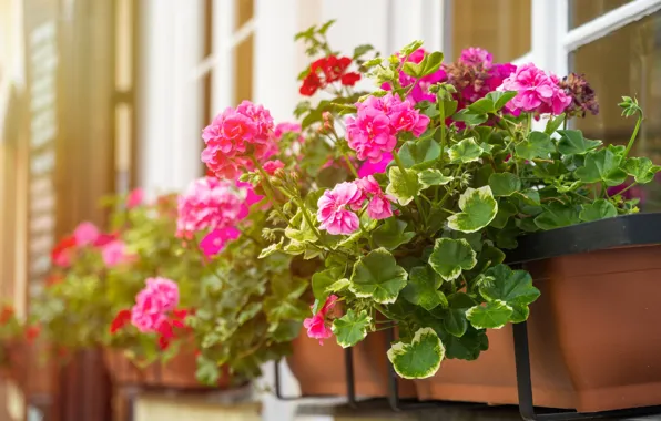 Picture summer, leaves, flowers, the city, home, window, container, pink