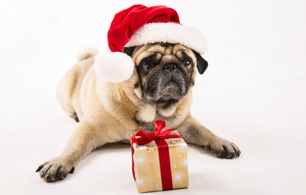Look, pose, box, gift, dog, paws, Christmas, pug