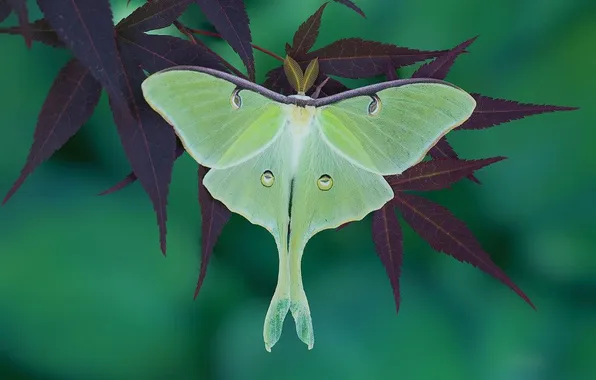 Microsemi, butterfly, wings, insect, beautiful, closeup, maple leaves