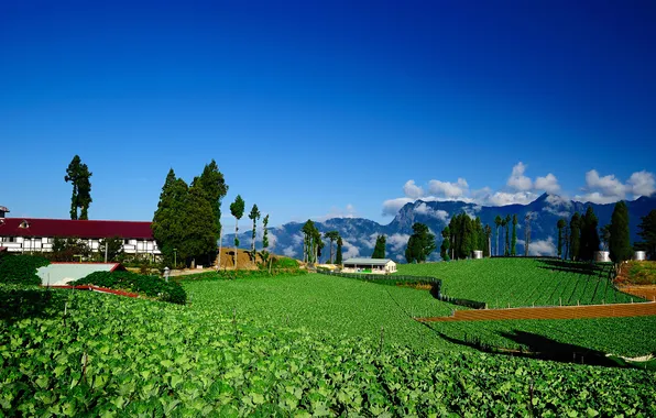 Greens, clouds, trees, mountains, field, home, plants, Sunny