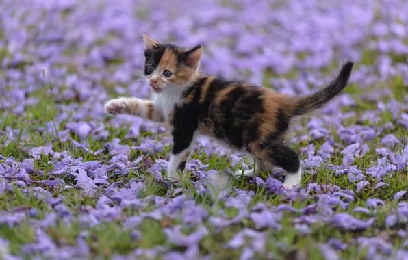 Picture petals, baby, kitty