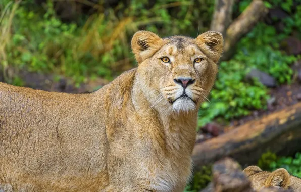 Picture face, interest, predator, Leo, lioness
