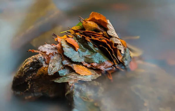 Autumn, leaves, water, nature