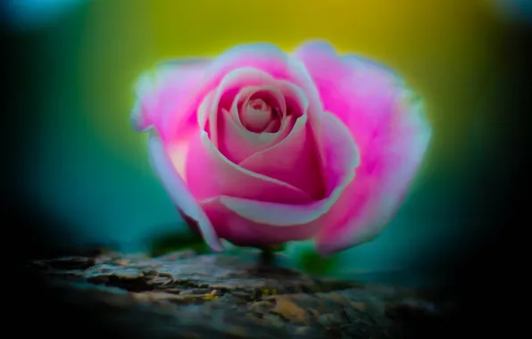 Macro, roses, buds
