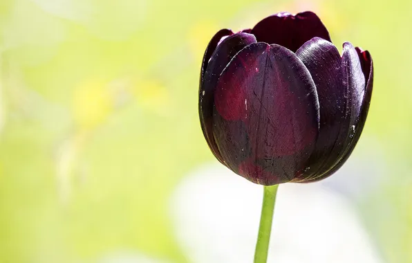 Picture background, Tulip, purple