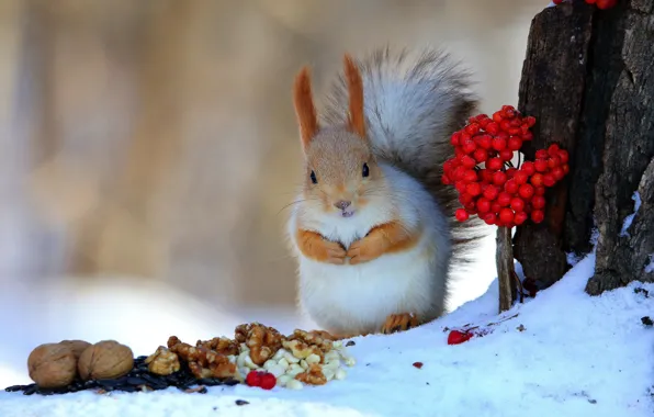 Winter, snow, pose, berries, tree, legs, protein, bark