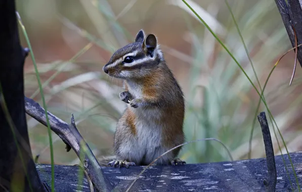 Picture Chipmunk, stand, rodent