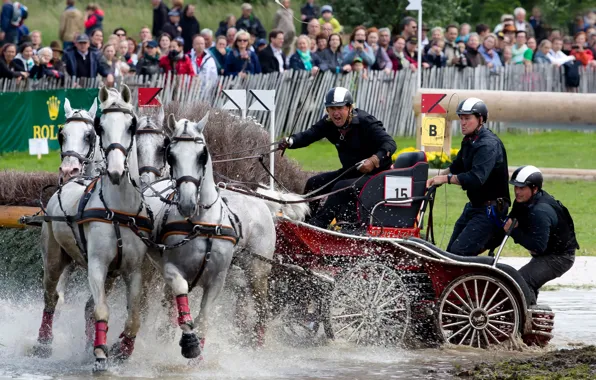 Picture horse riding, competitions of horse sleds, Driving, bushel, Carriage driving