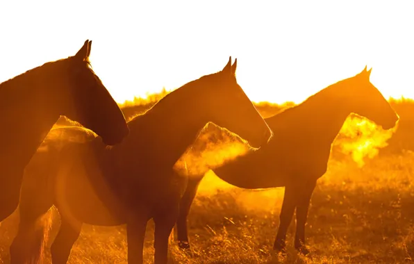 The sky, light, nature, fog, horse, dawn, horse, horses