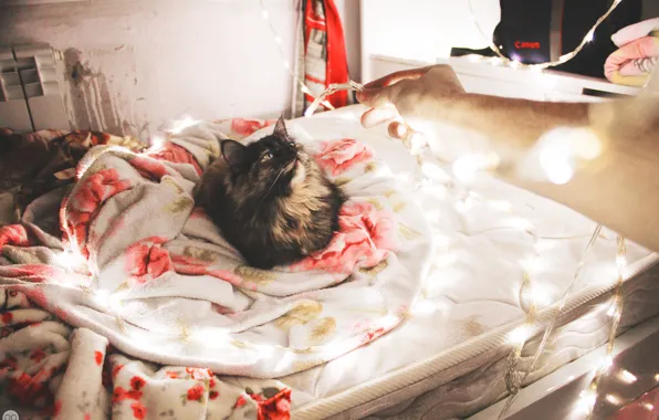 Cat, light, holiday, new year, bed, neon, blanket, light